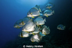 Bat fish , ras Muhammad , Sinai by Helmy Hashim 